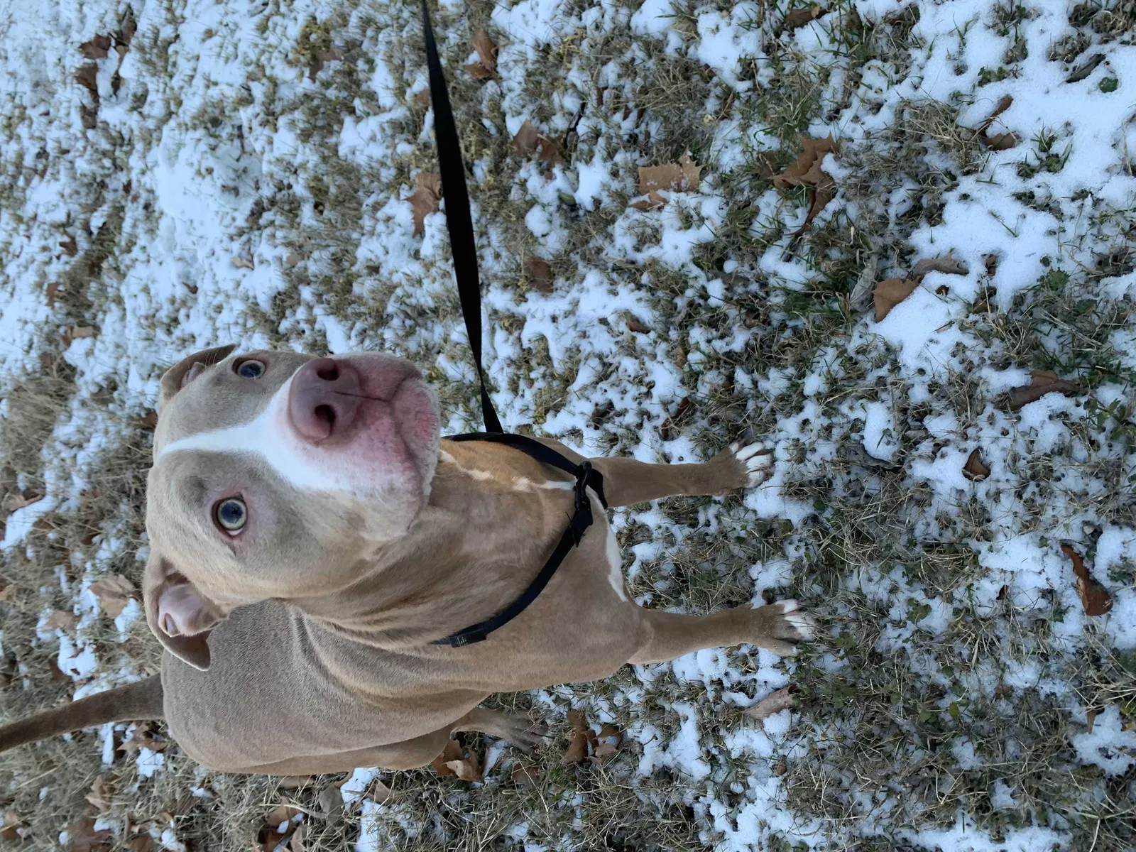 Lost dog in Cleburne, TX, 76033