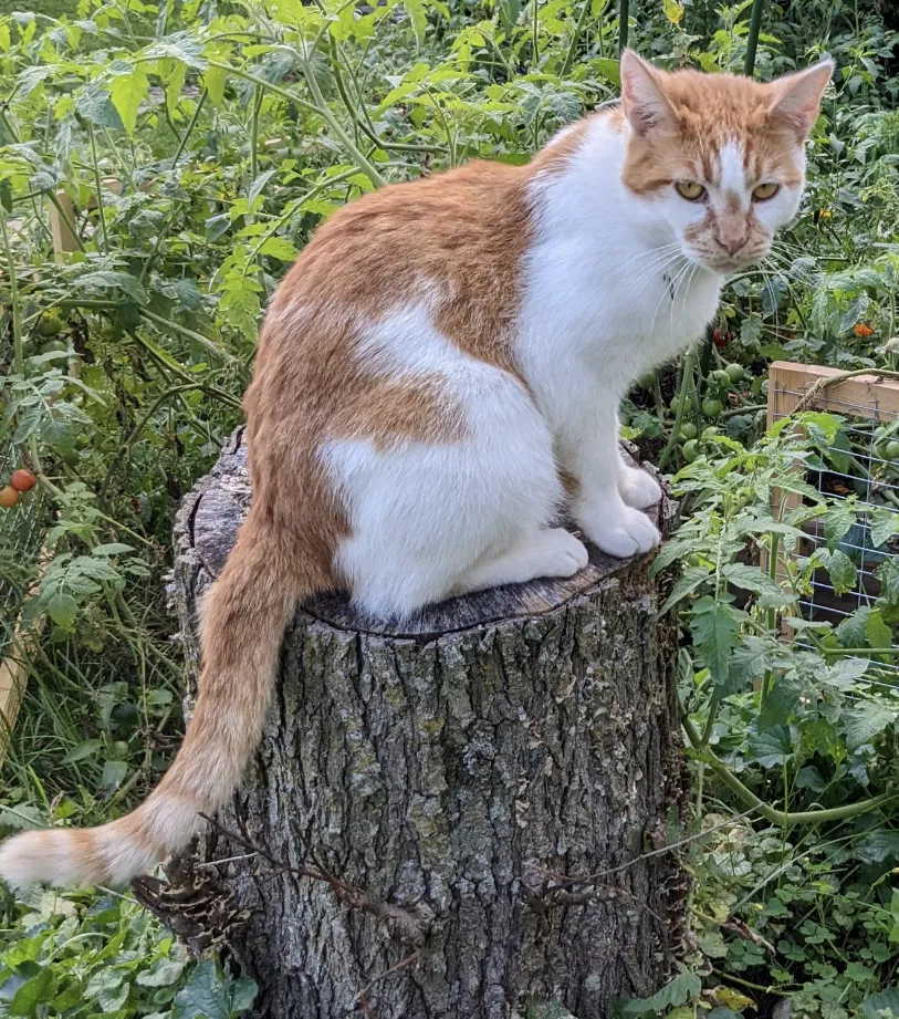 Lost cat in Bethel, OH, 45106