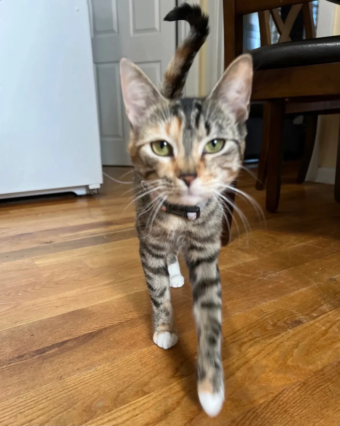 Lost cat in Morris Plains, NJ, 7950