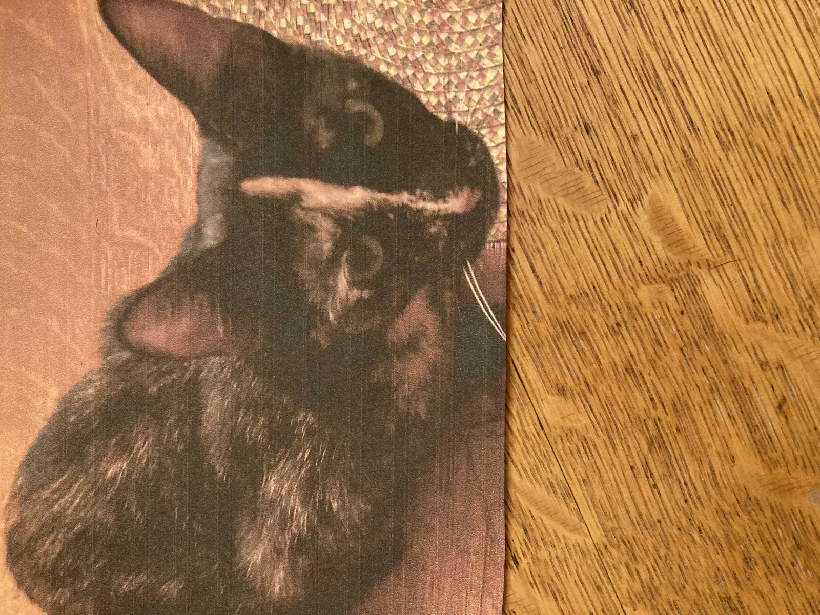 Found cat in Stockton, CA, 95207