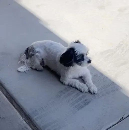 Lost dog in Glendale, AZ, 85301