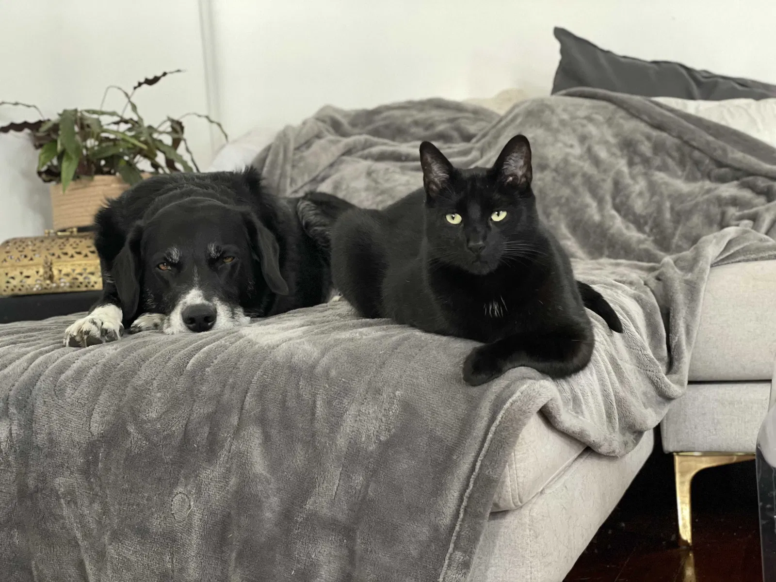 Lost cat in San Francisco, CA, 94114