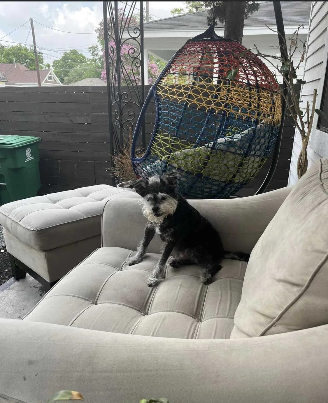 Lost dog in Waxahachie, TX, 75165