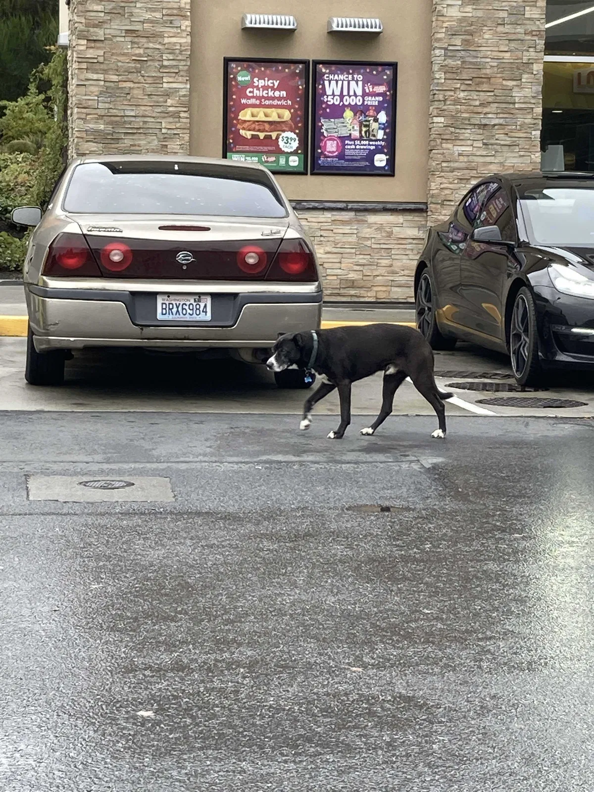 Found dog in Poulsbo, WA, 98370