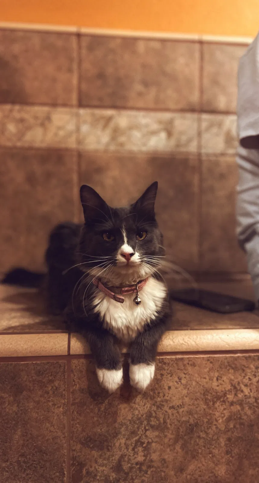 Lost cat in Stockton, CA, 95209
