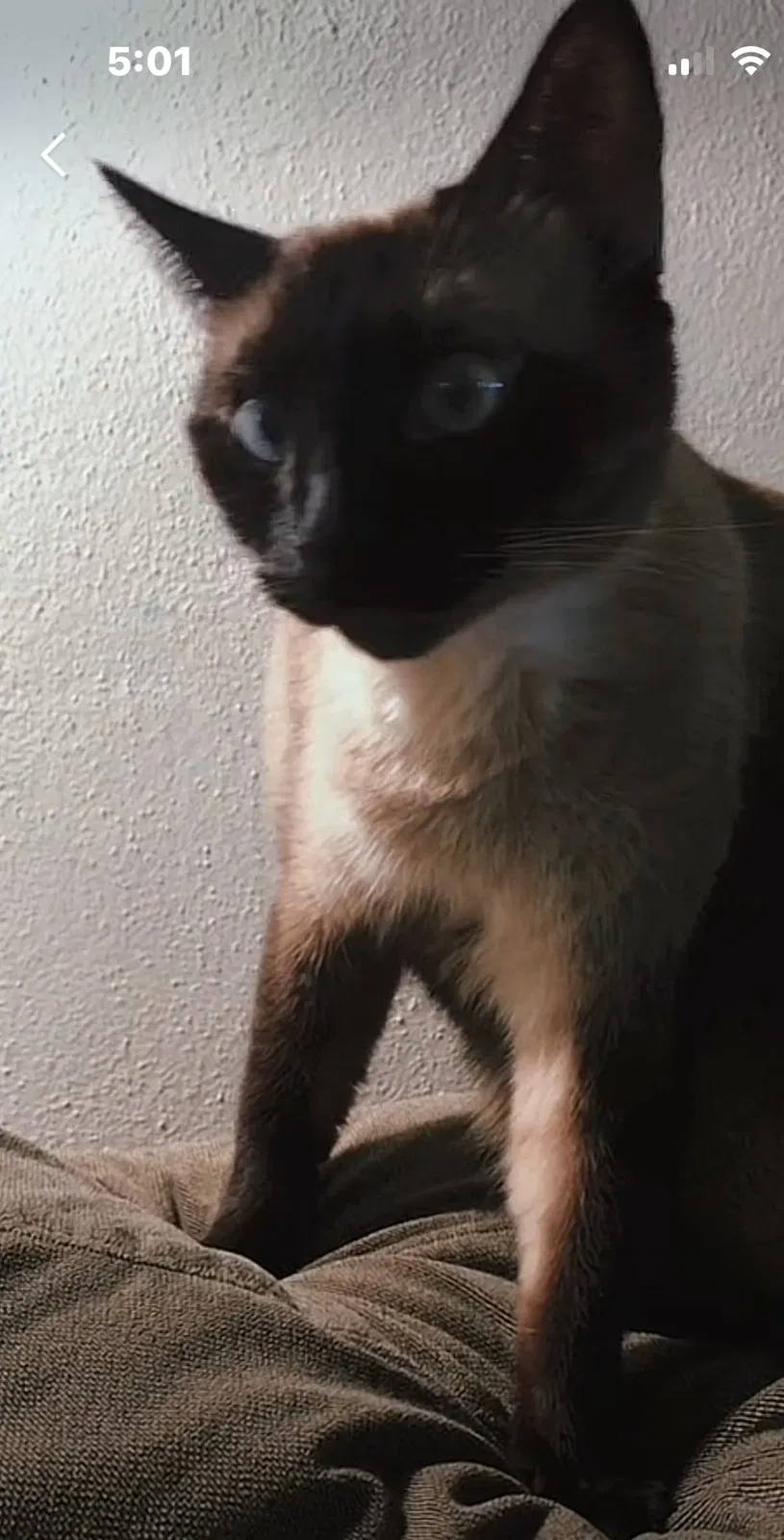 Lost cat in Pensacola, FL, 32506