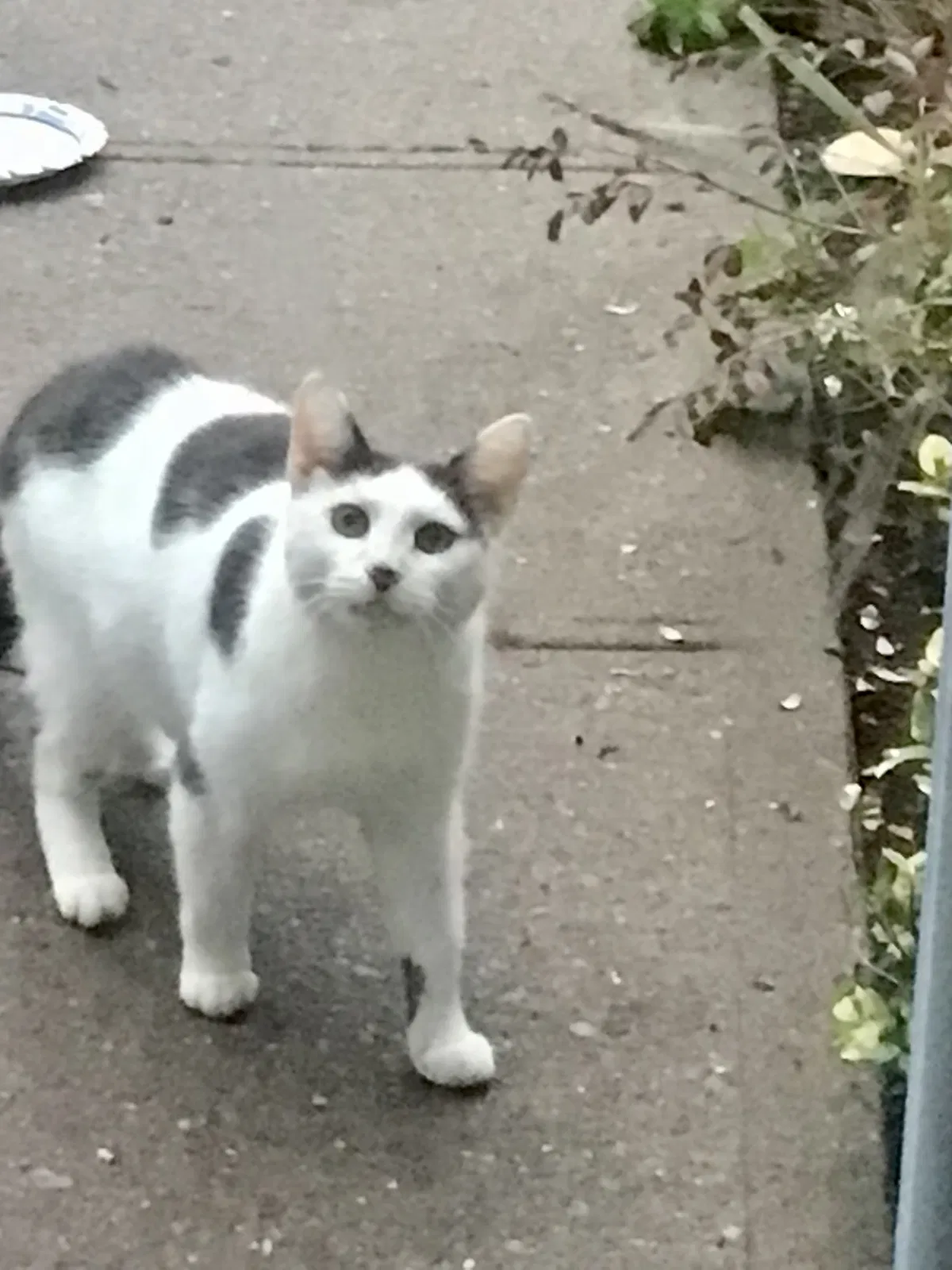Found cat in Pawling, NY, 12564