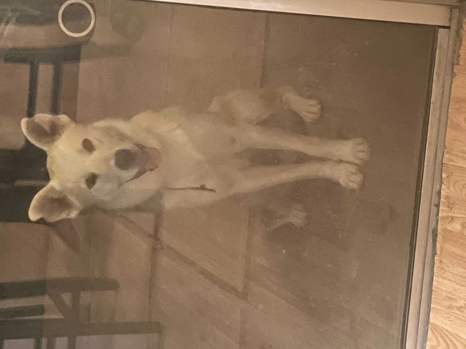 Lost dog in Palmdale, CA, 93550