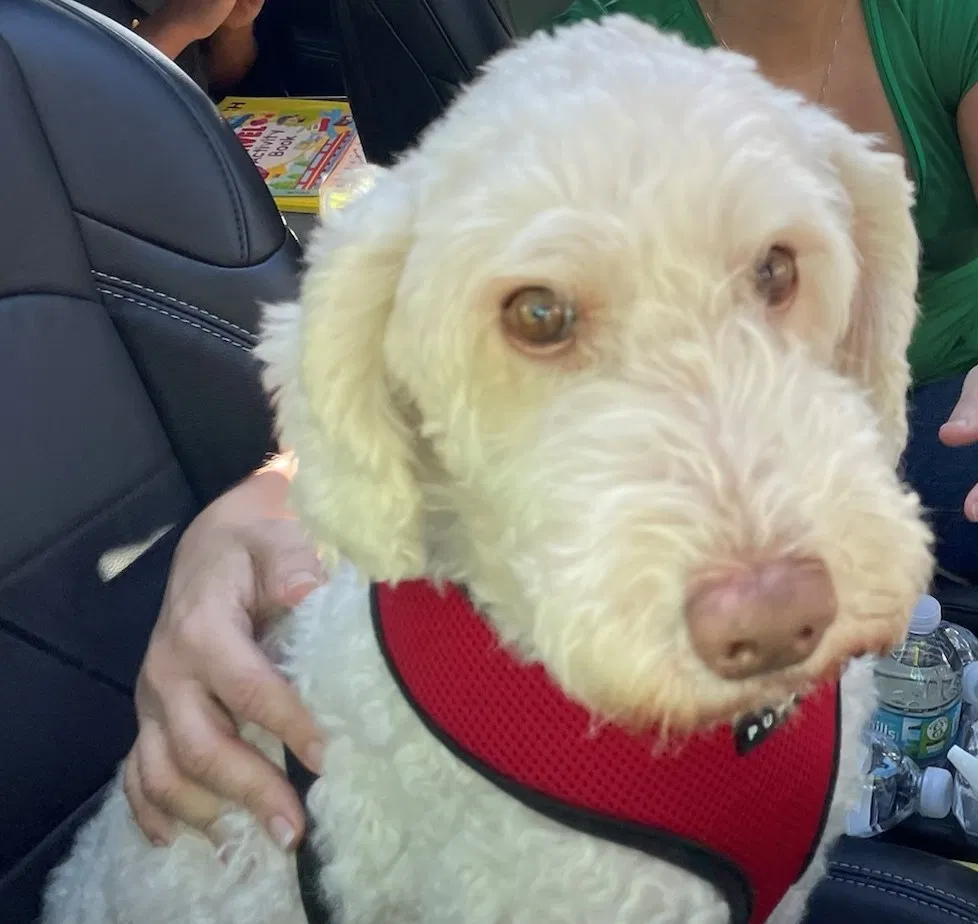 Lost dog in Cape Coral, FL, 33993