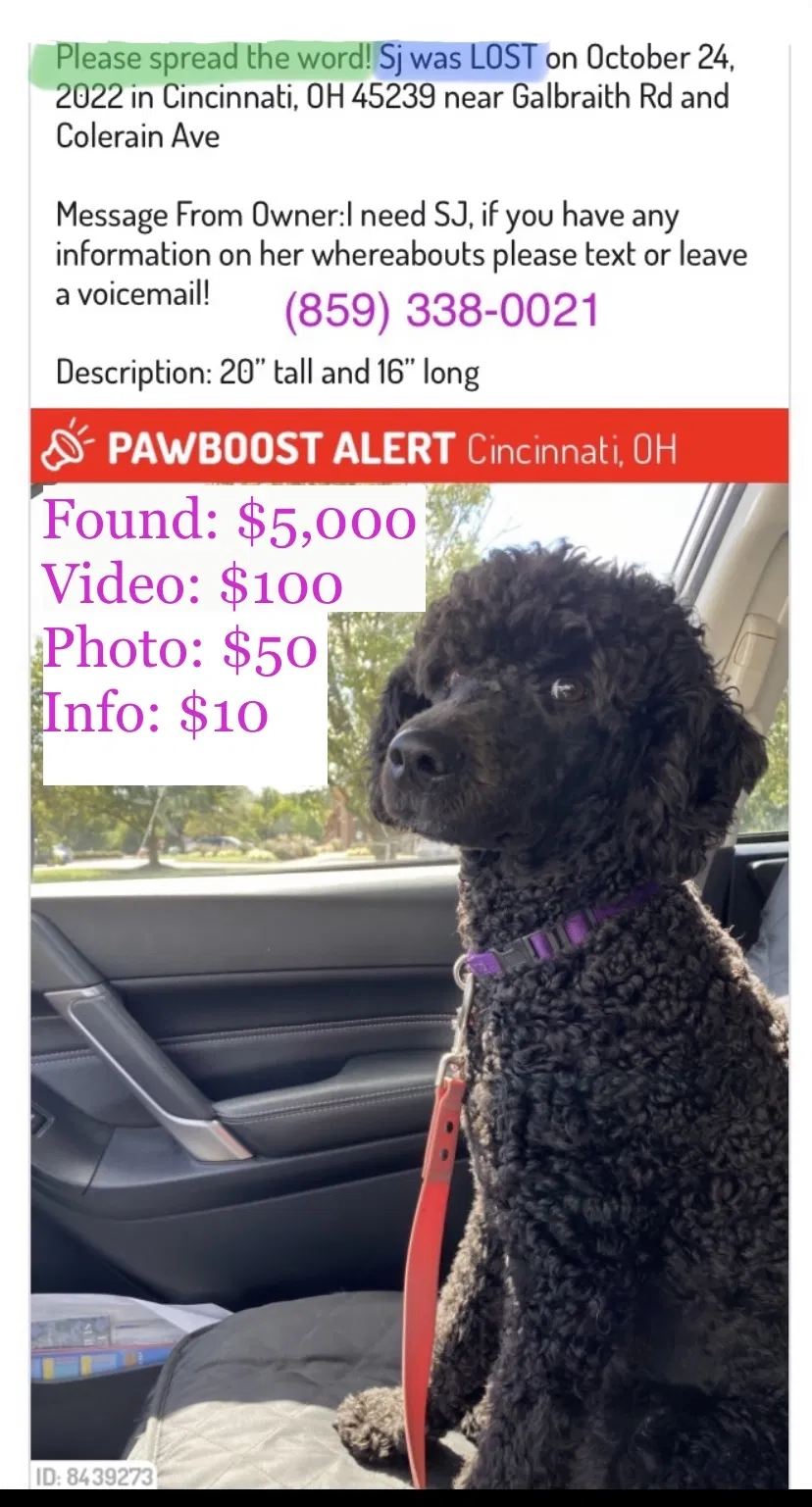 Lost dog in Cincinnati, OH, 45239