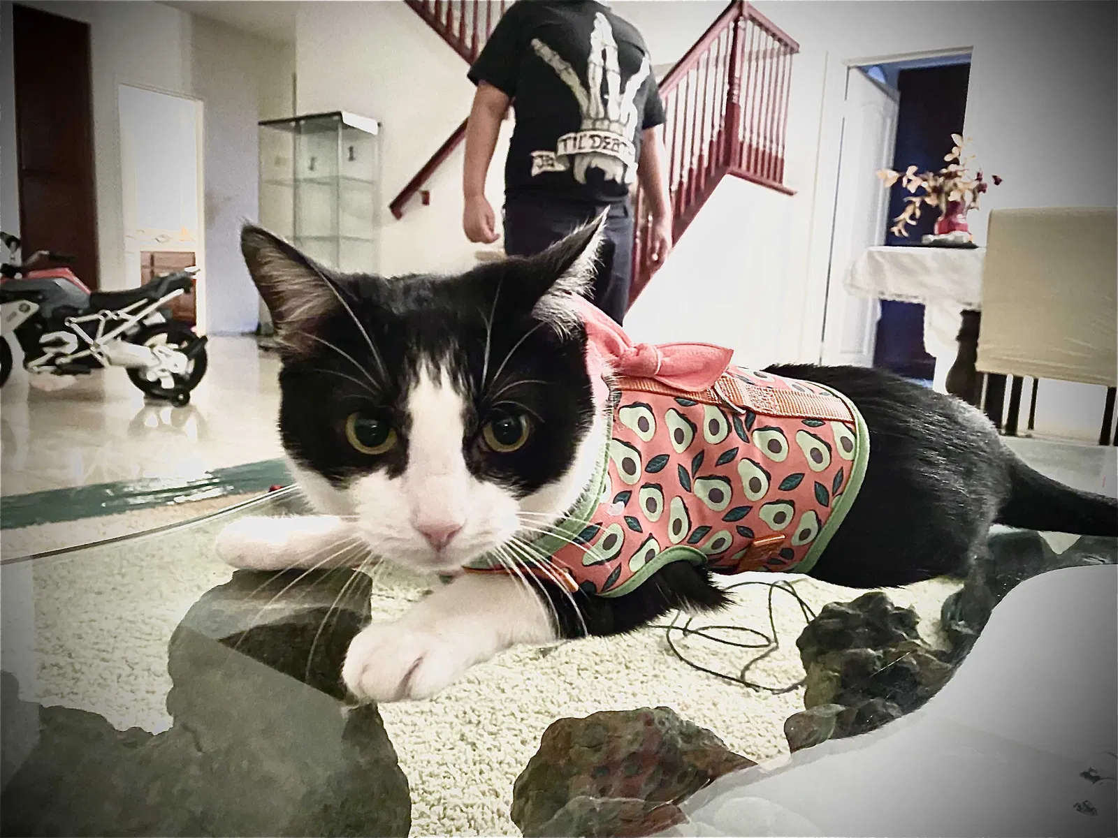 Lost cat in Victorville, CA, 92392