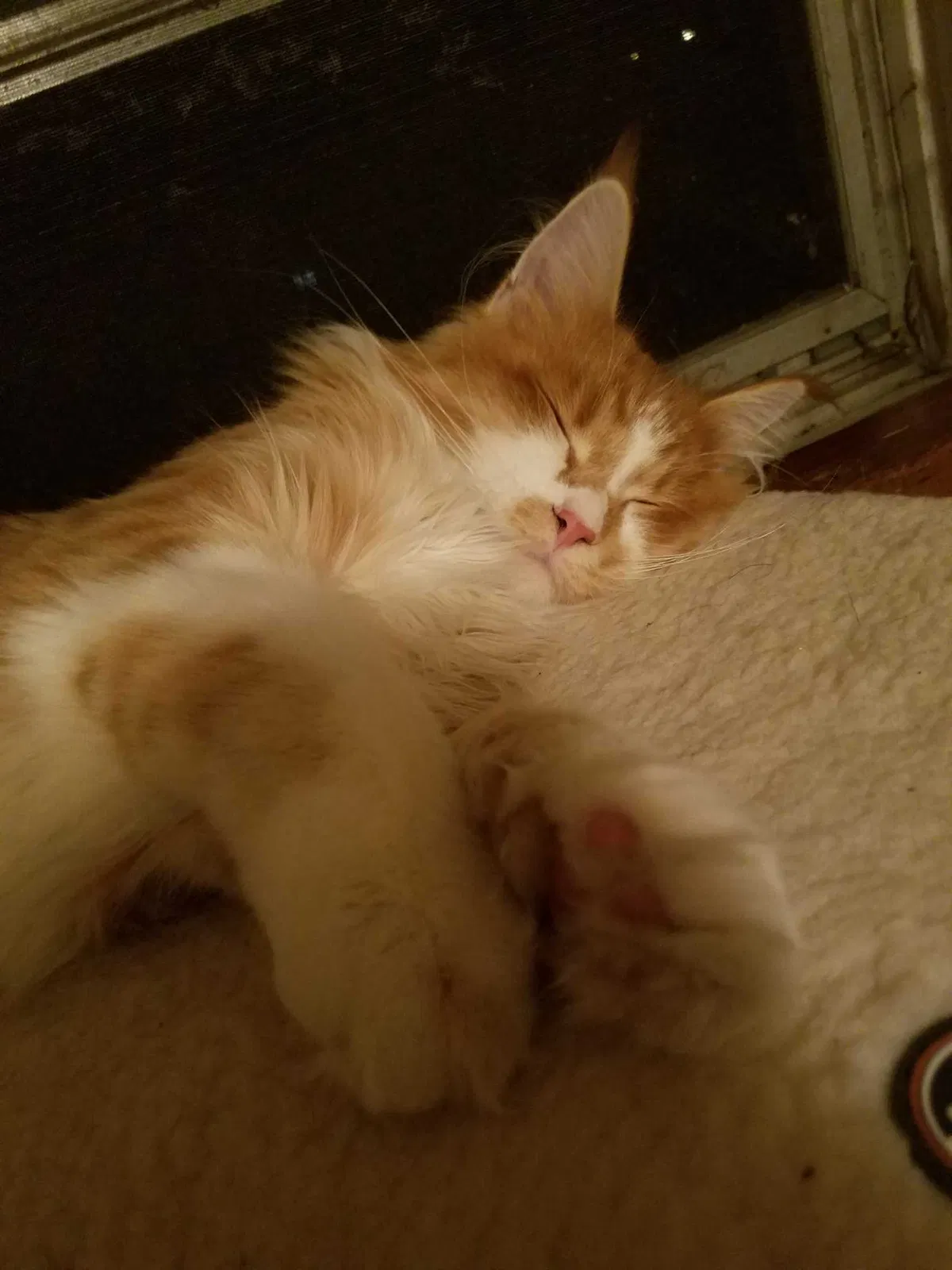 Lost cat in Sarver, PA, 16055