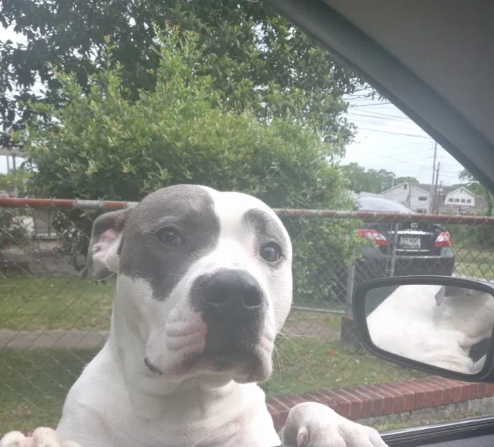 Lost dog in North Charleston, SC, 29405