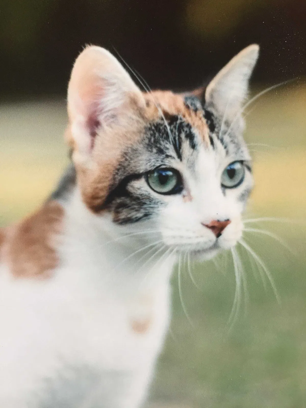 Lost cat in Baton Rouge, LA, 70808