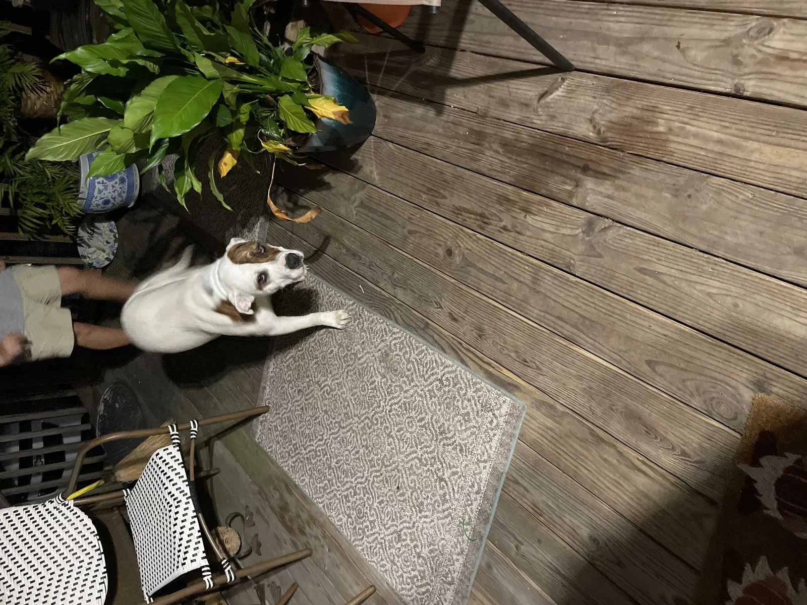 Found dog in Irvington, AL, 36544