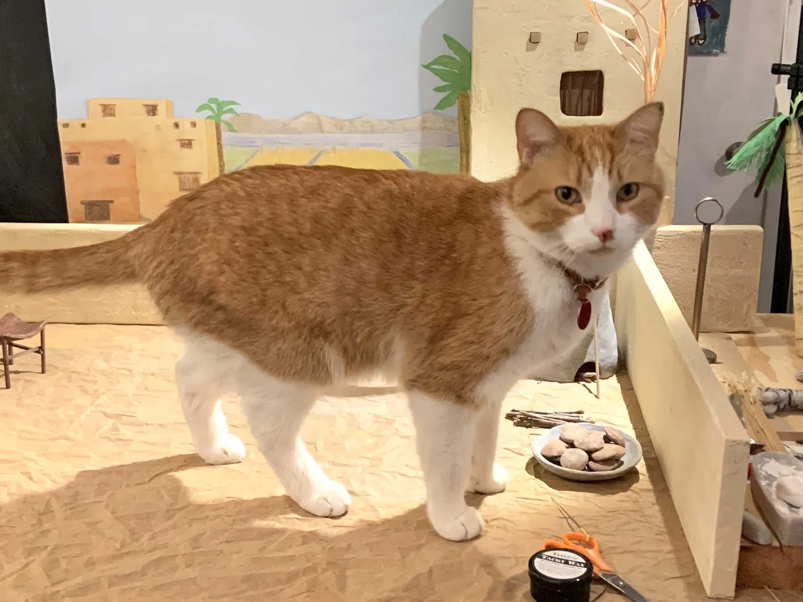 Lost cat in Minneapolis, MN, 55409