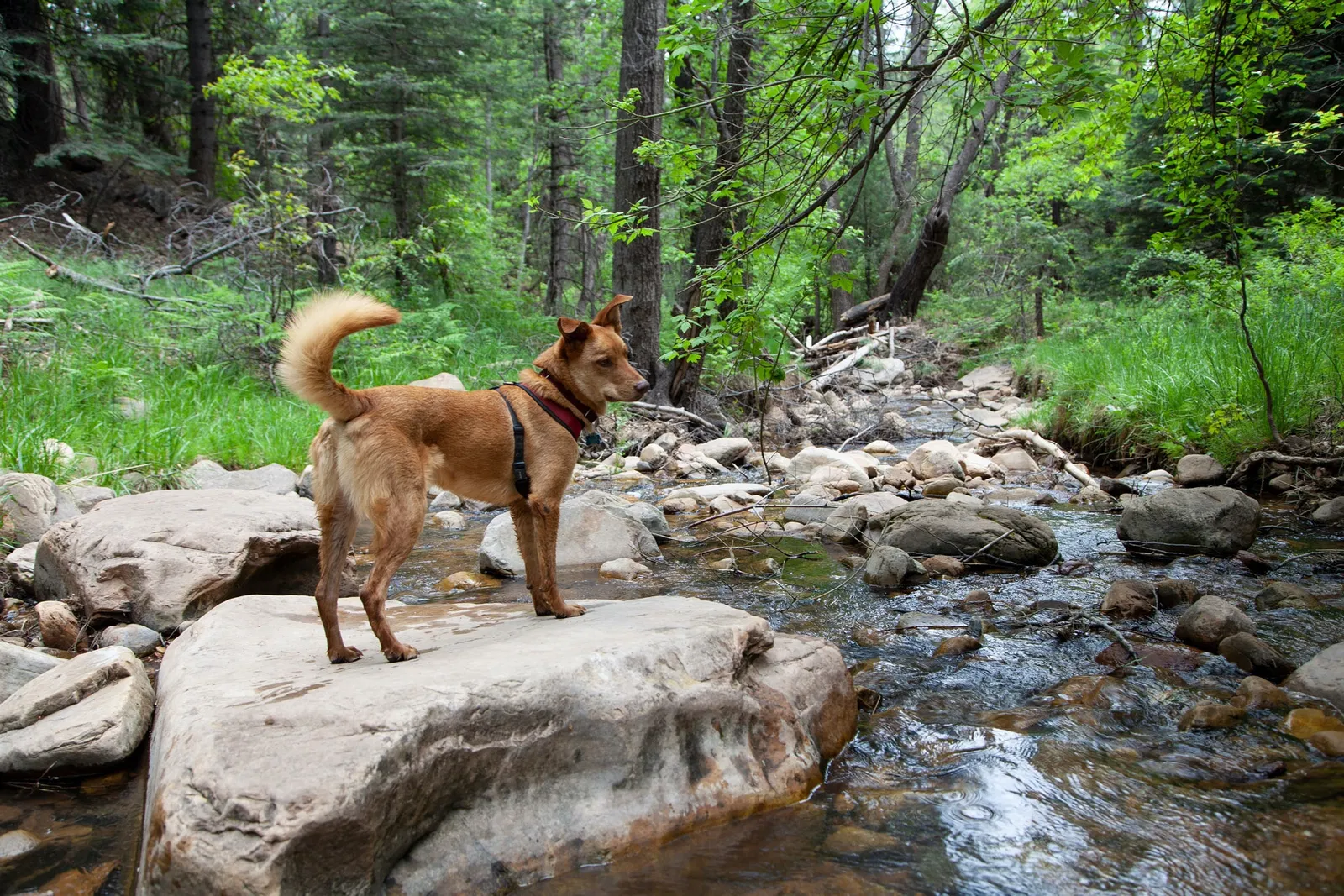 Lost dog in Phoenix, AZ, 85006