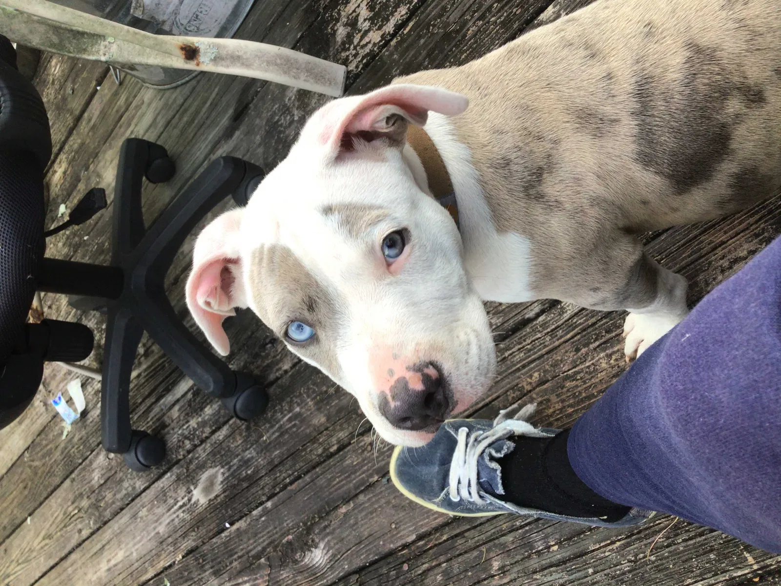 Lost dog in Hopkins, SC, 29061