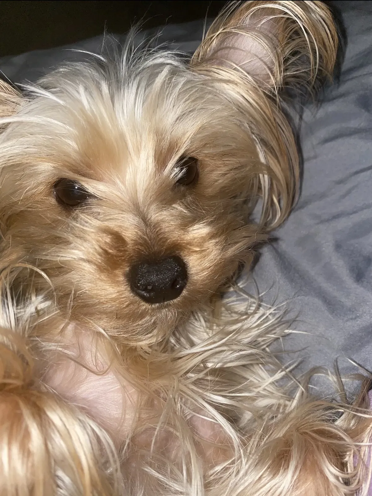 Lost dog in Memphis, TN, 38105