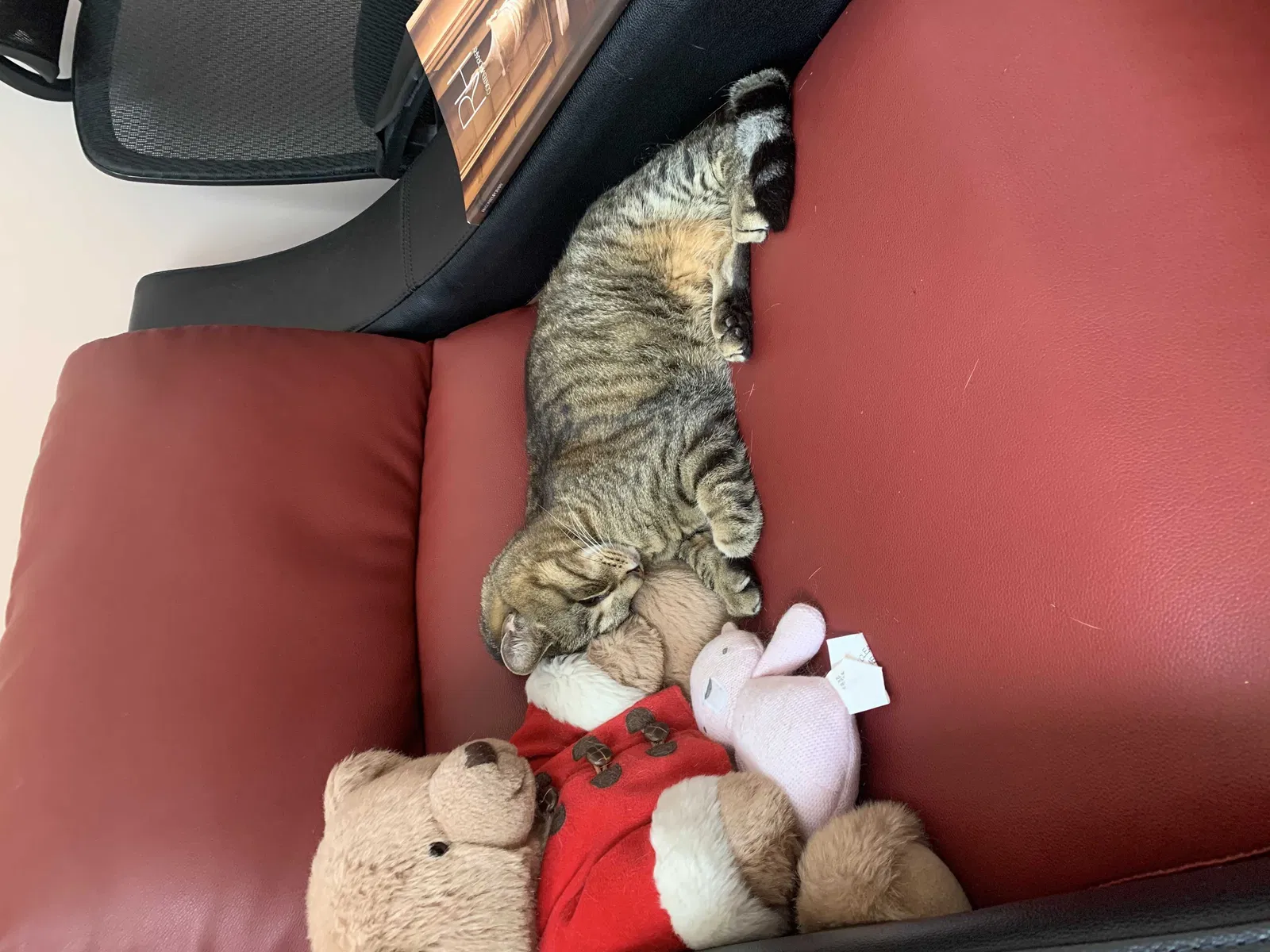 Lost cat in Northbrook, IL, 60062
