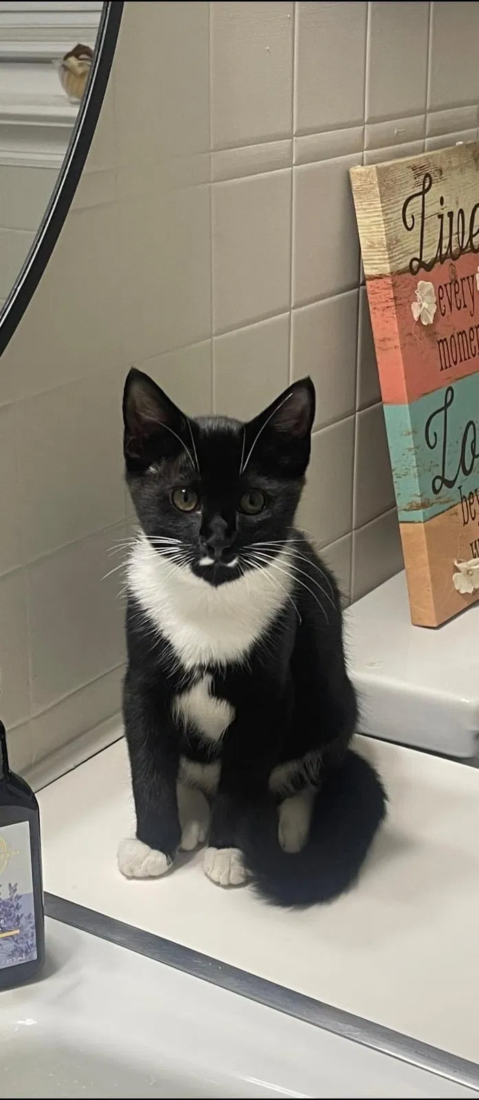 Lost cat in Asheboro, NC, 27203