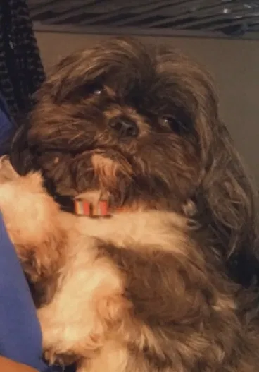 Lost dog in Saint Louis, MO, 63115