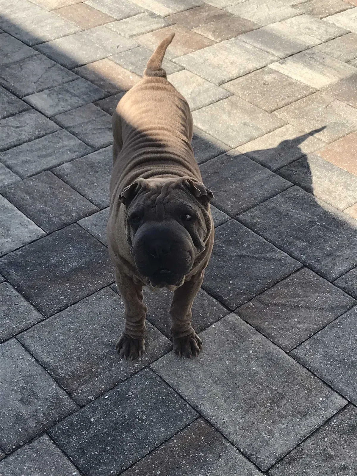 Lost dog in Saint Petersburg, FL, 33708