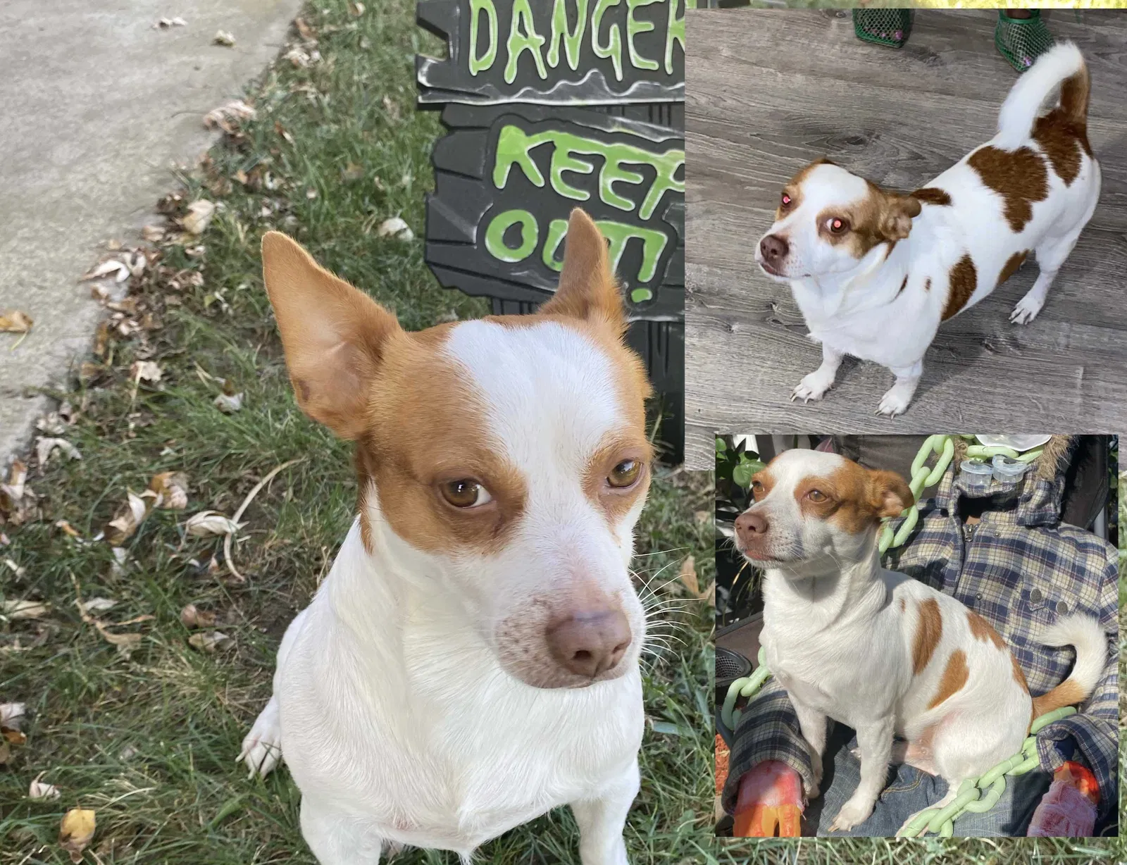 Lost dog in Sacramento, CA, 95841