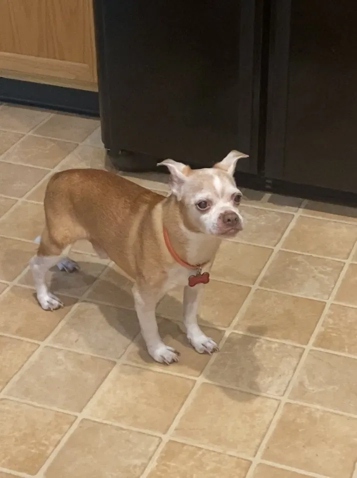 Lost dog in East Stroudsburg, PA, 18301