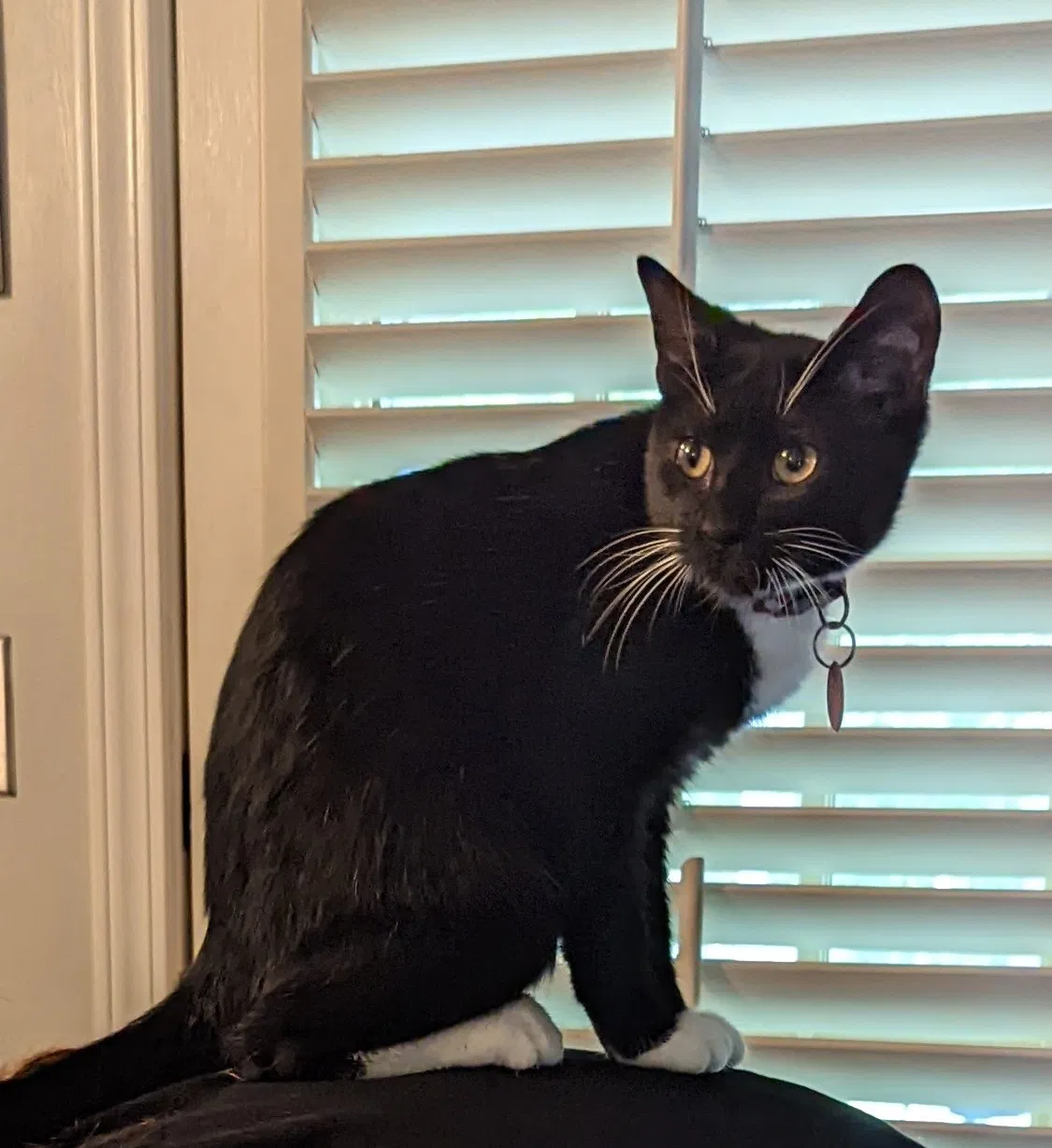 Lost cat in Lexington, SC, 29072