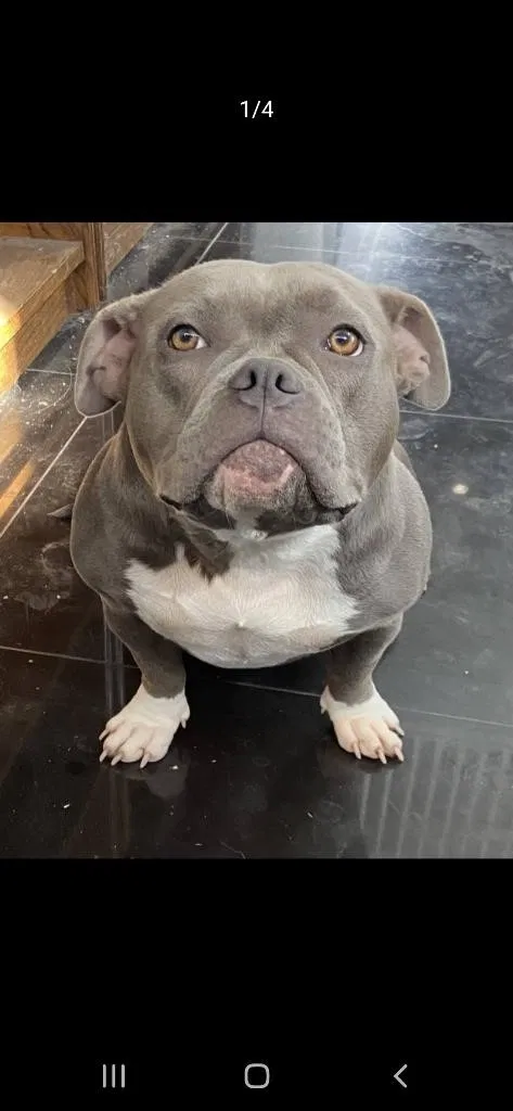 Lost dog in Manteca, CA, 95337