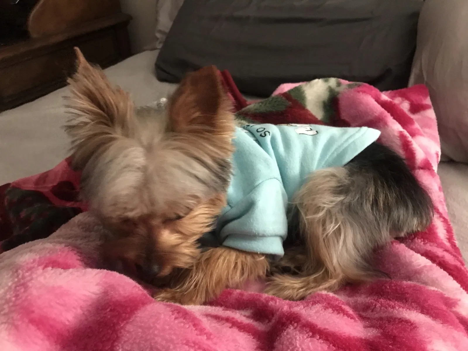 Lost dog in Fontana, CA, 92336