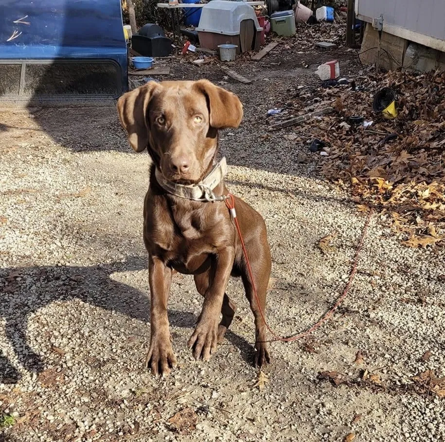Lost dog in Eastanollee, GA, 30538