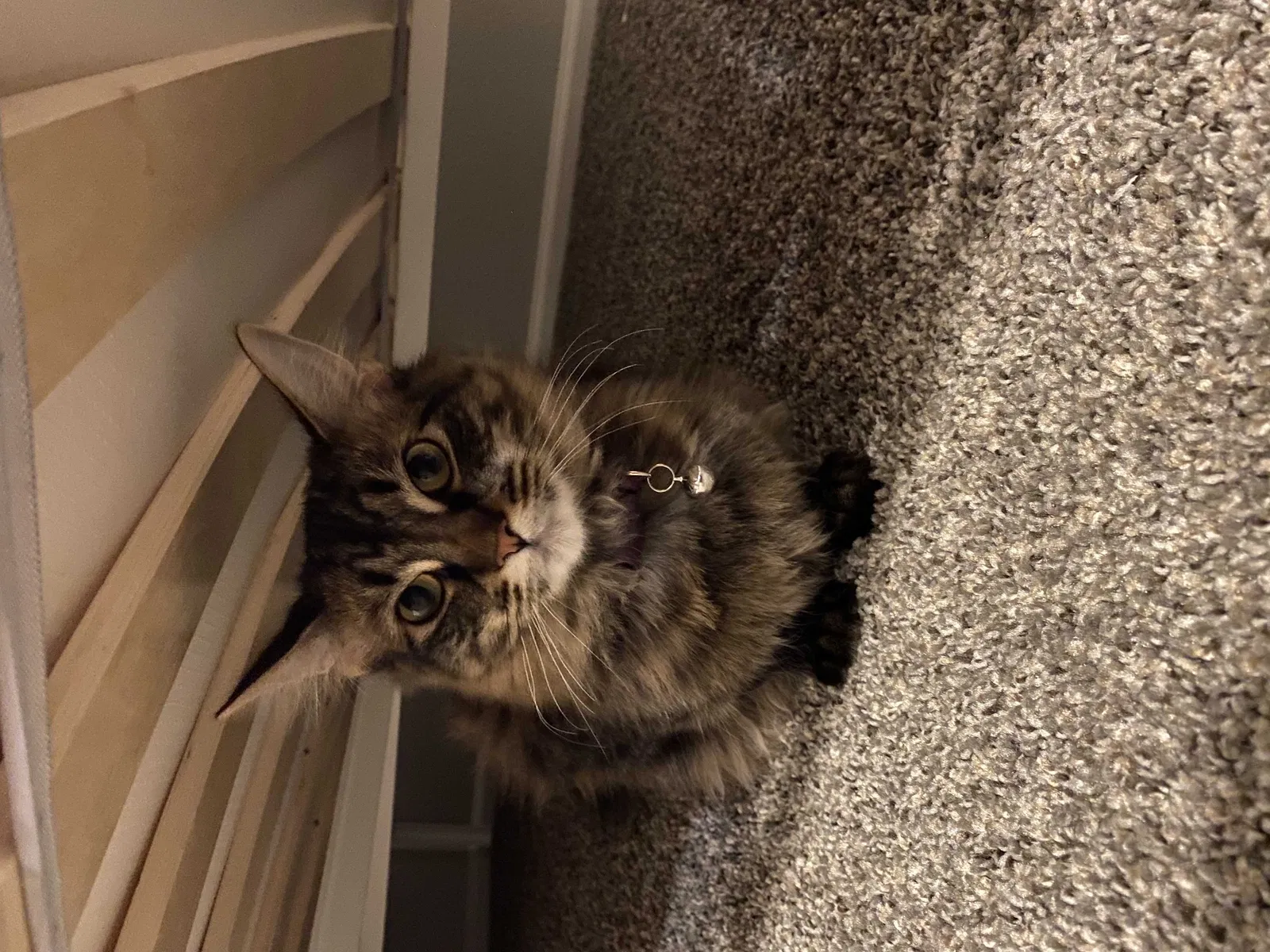 Lost cat in Denver, CO, 80233