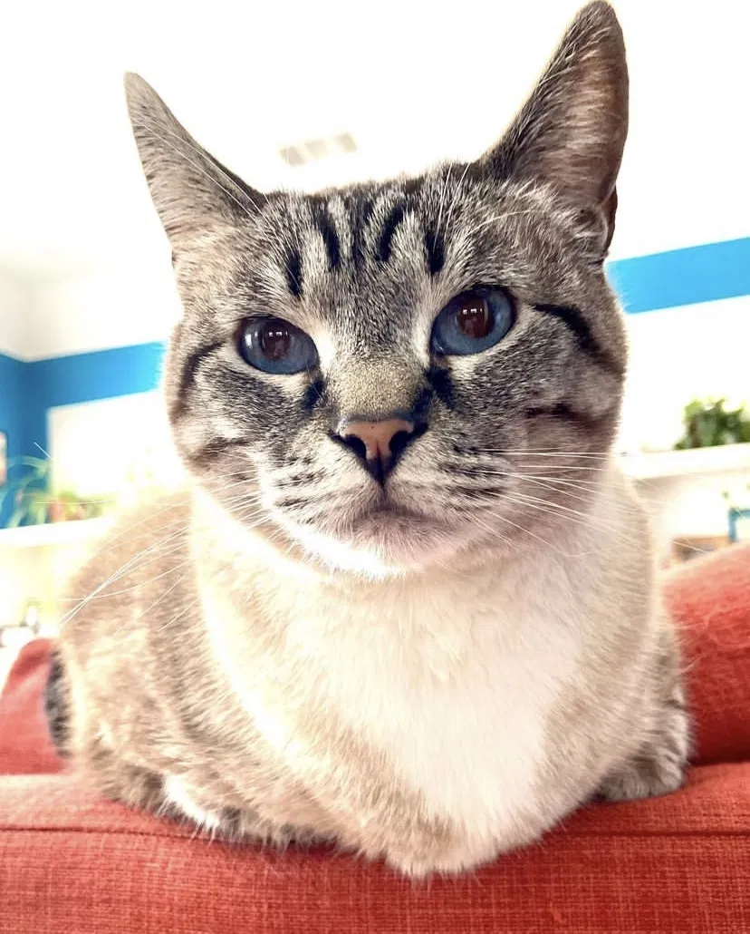 Lost cat in Oxnard, CA, 93036