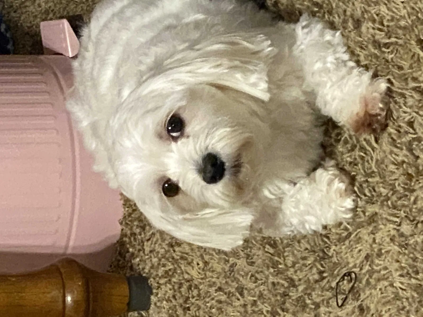 Lost dog in Franklin, IN, 46131