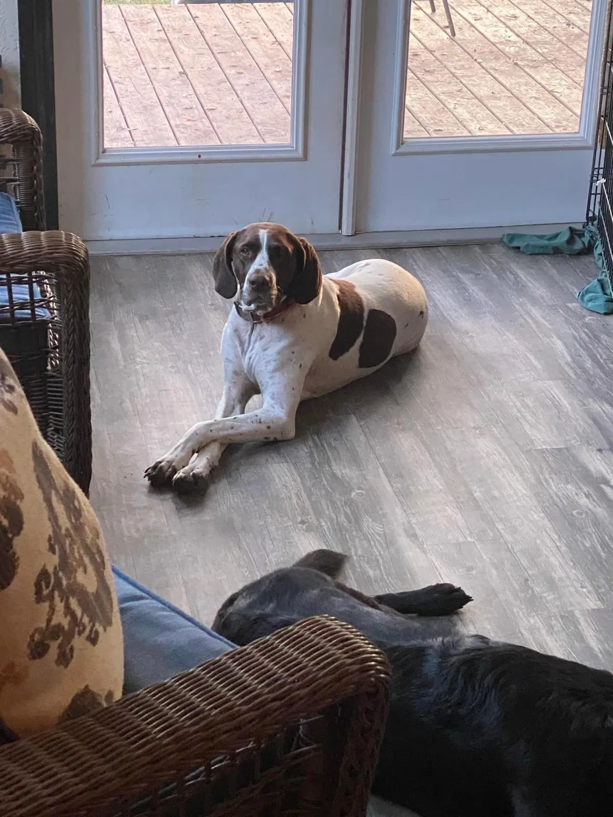 Lost dog in Helotes, TX, 78023