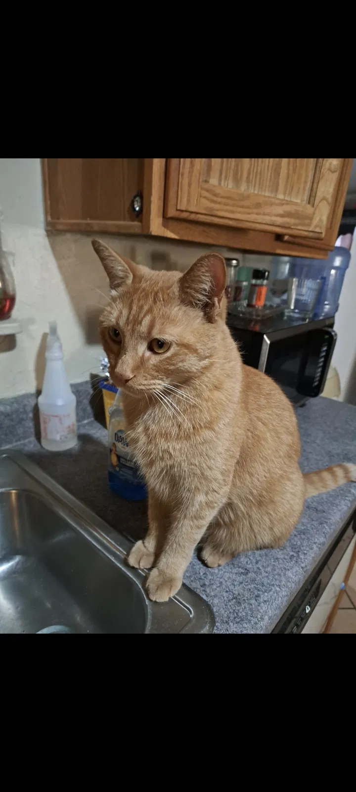 Lost cat in Tucson, AZ, 85706