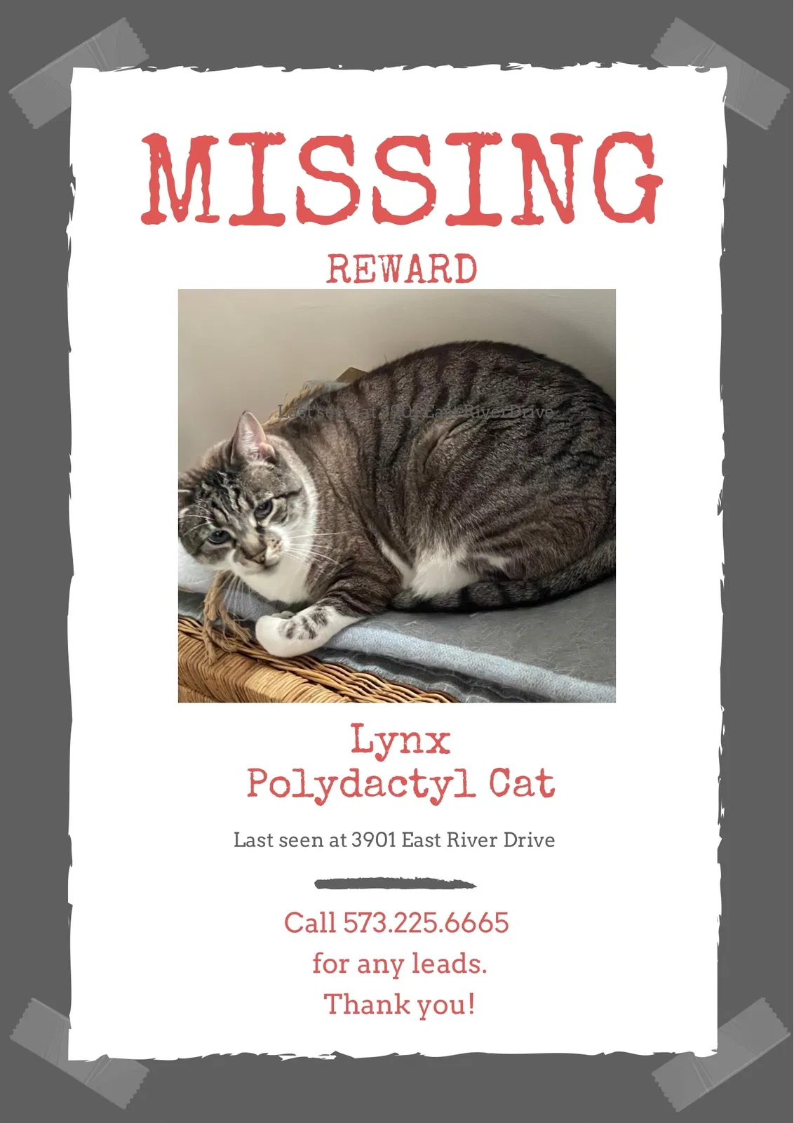 Lost cat in Green Bay, WI, 54301