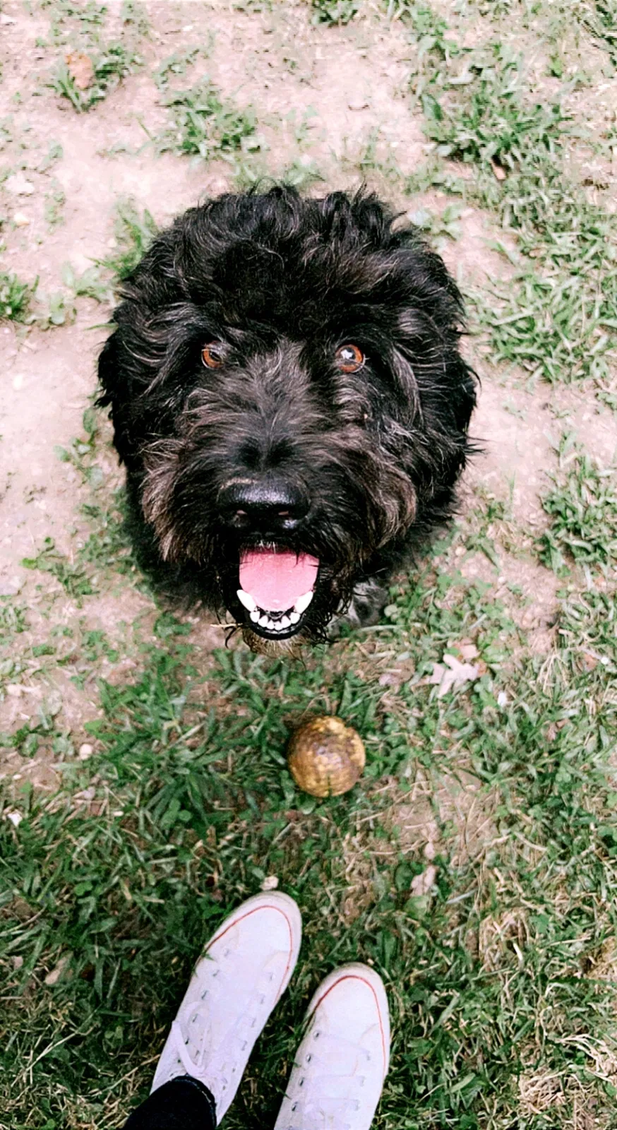 Lost dog in Kings Mountain, NC, 28086