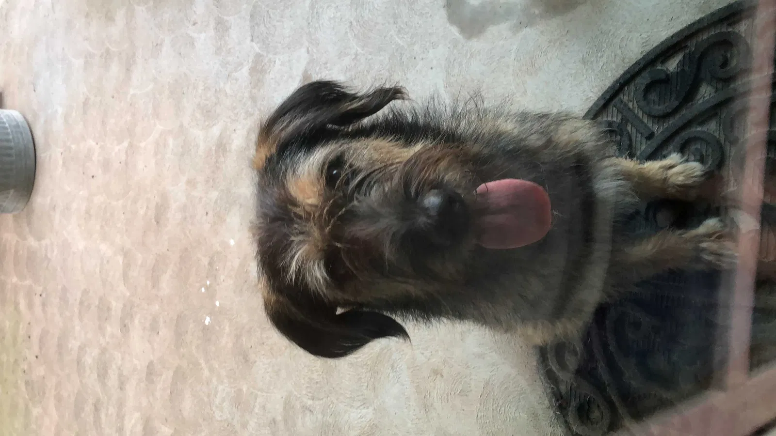 Found dog in Clovis, CA, 93619