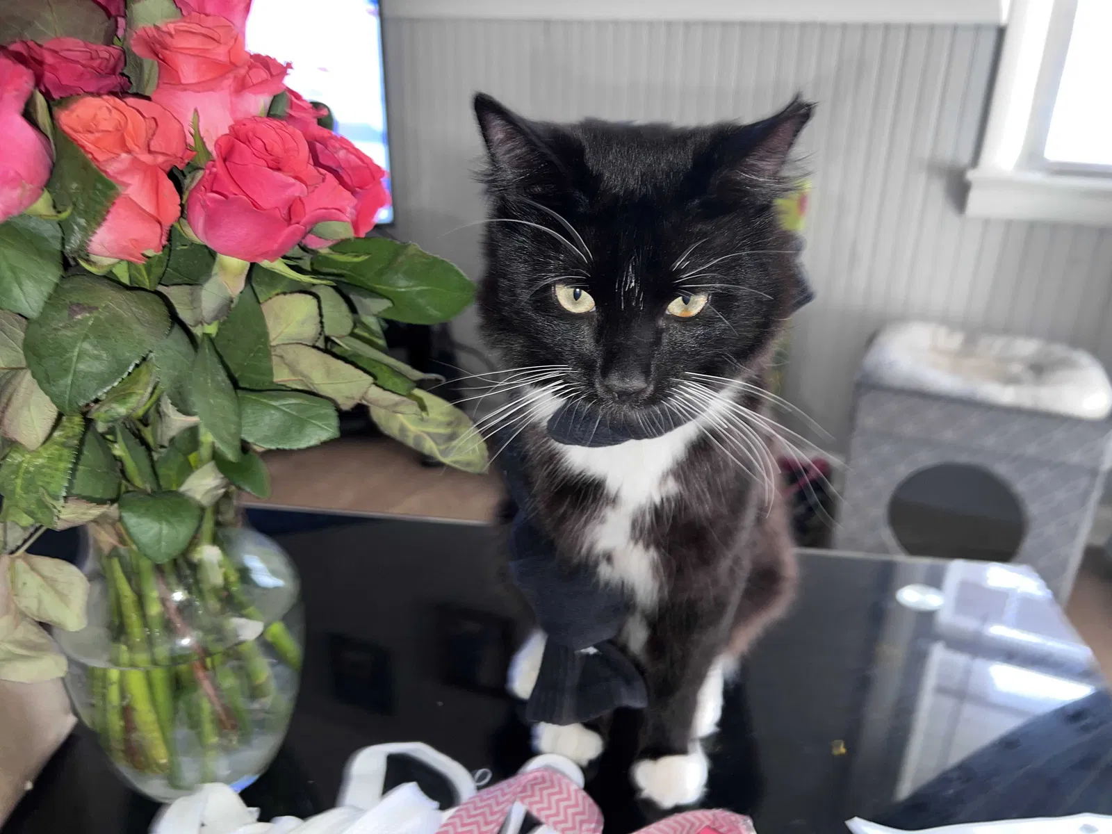 Lost cat in Burlington, NJ, 8016