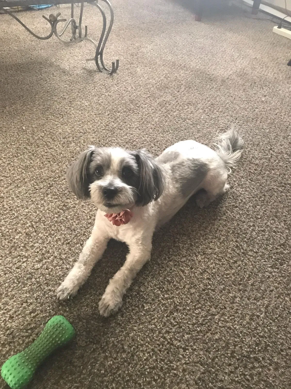 Lost dog in Las Vegas, NV, 89101