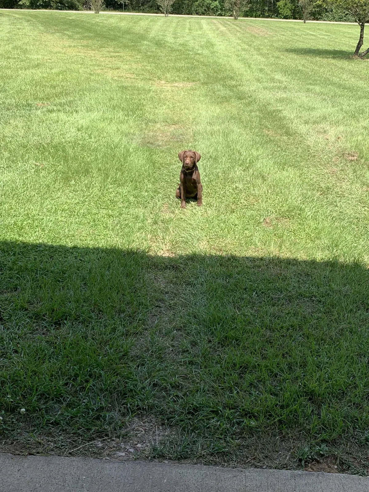 Lost dog in Franklinton, LA, 70438