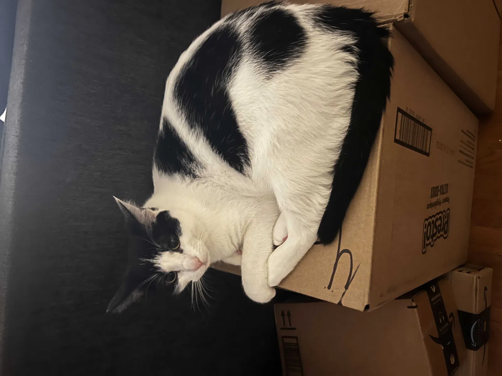 Lost cat in Sterling, VA, 20164
