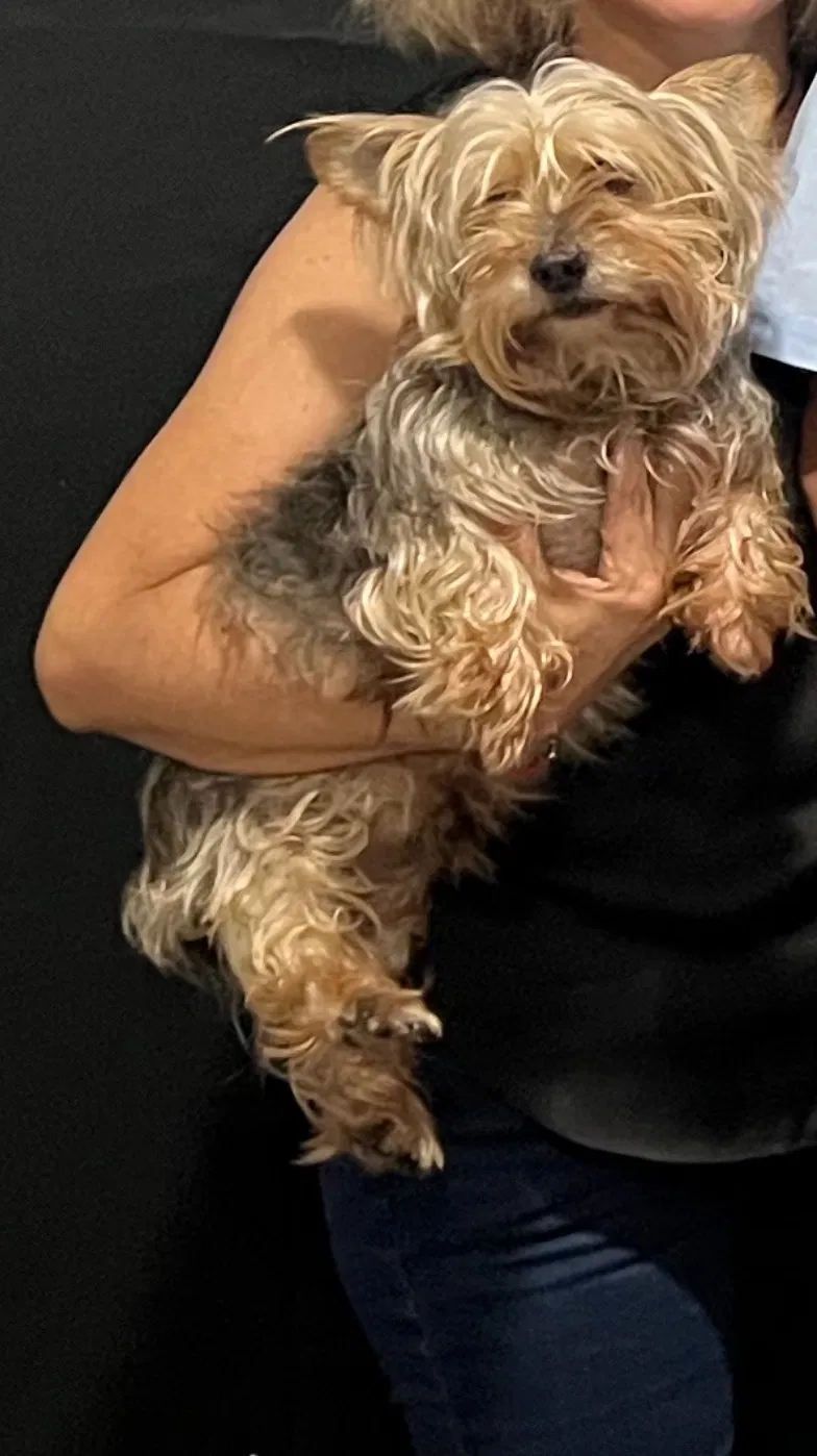 Lost dog in Fort Washington, MD, 20744