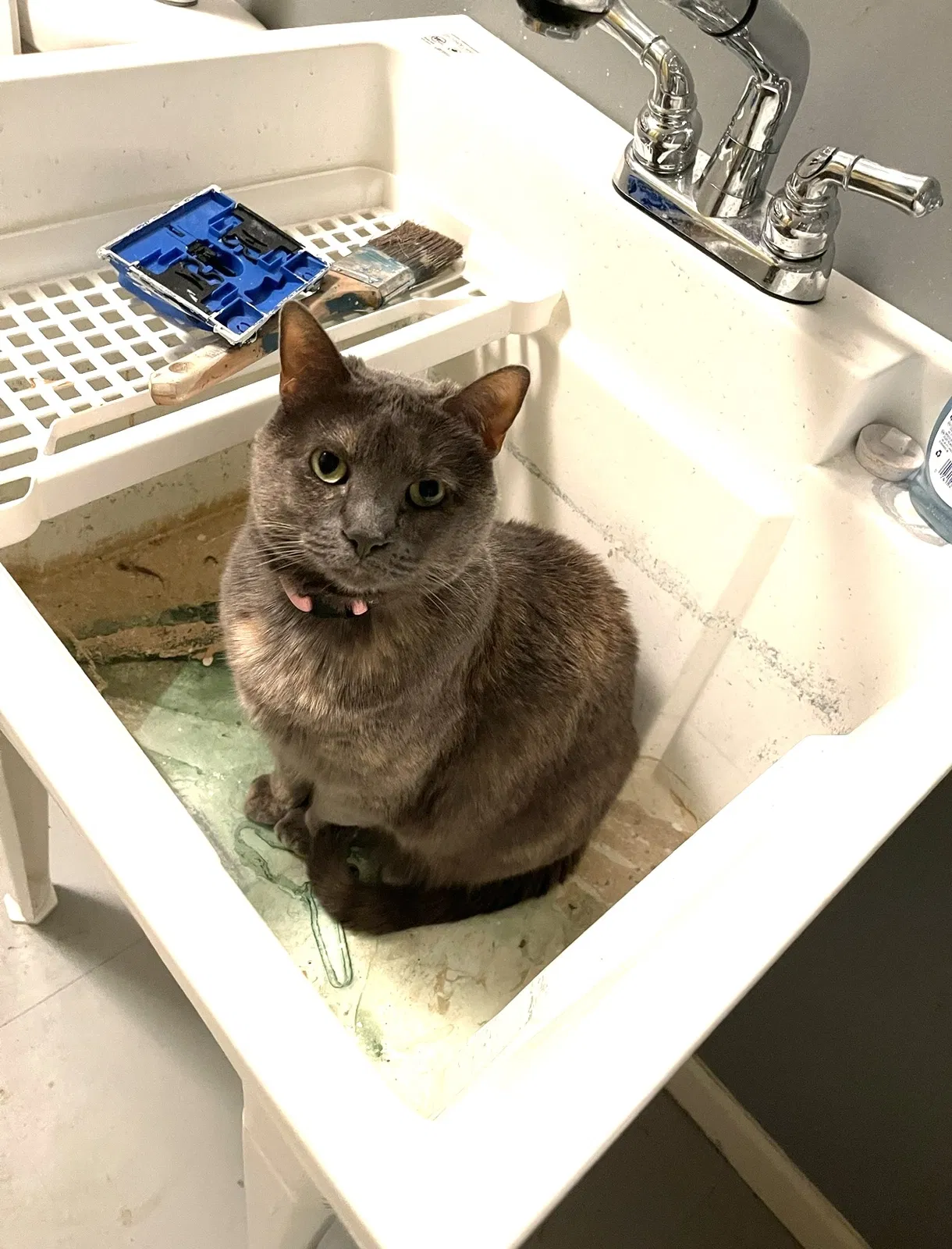 Lost cat in Springfield, MO, 65804