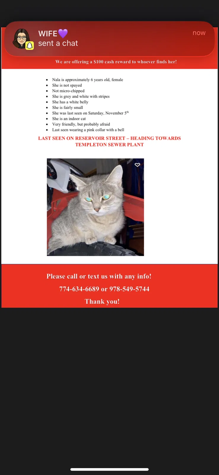 Lost cat in Baldwinville, MA, 1436