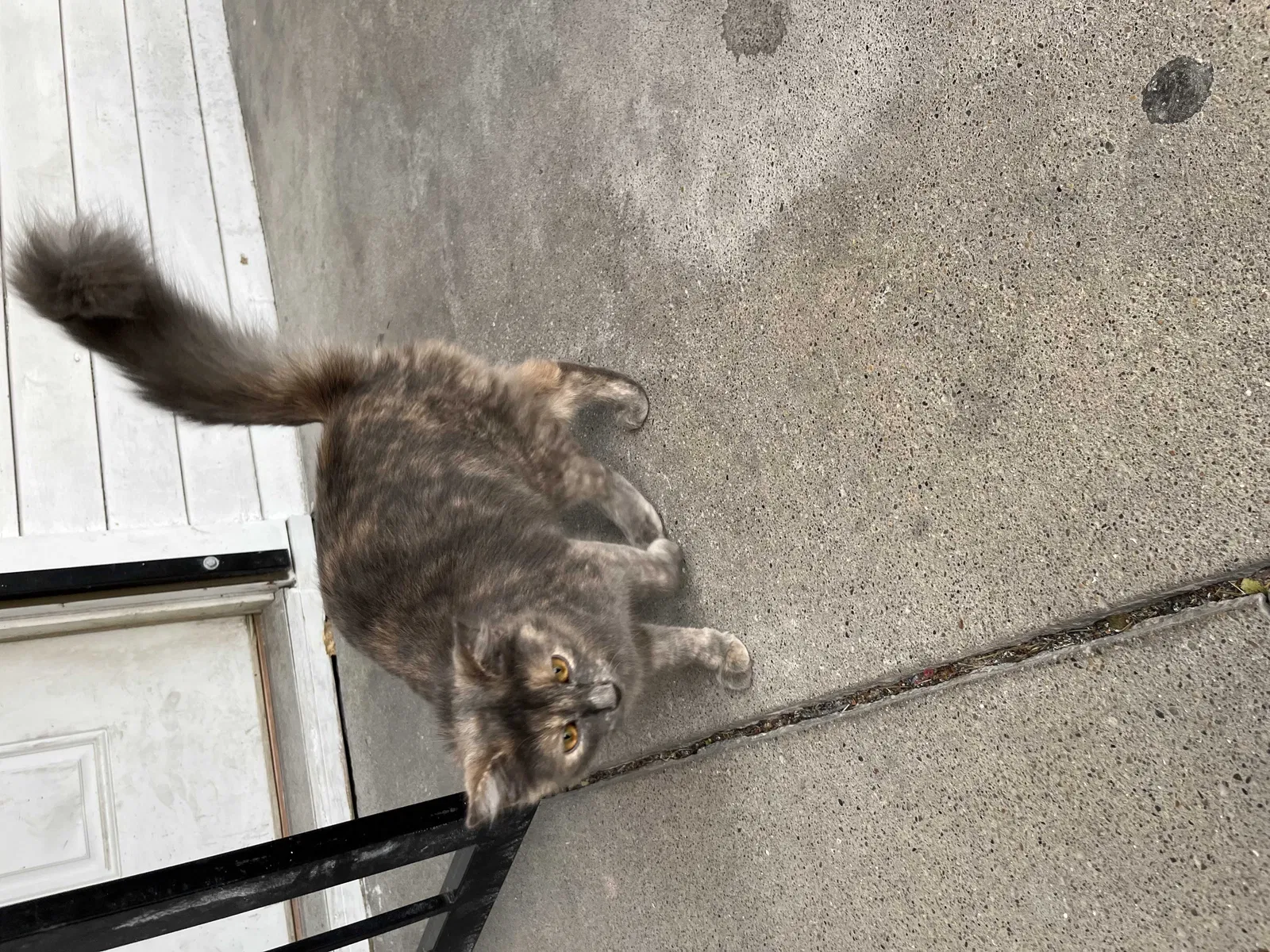 Lost cat in Indianapolis, IN, 46218