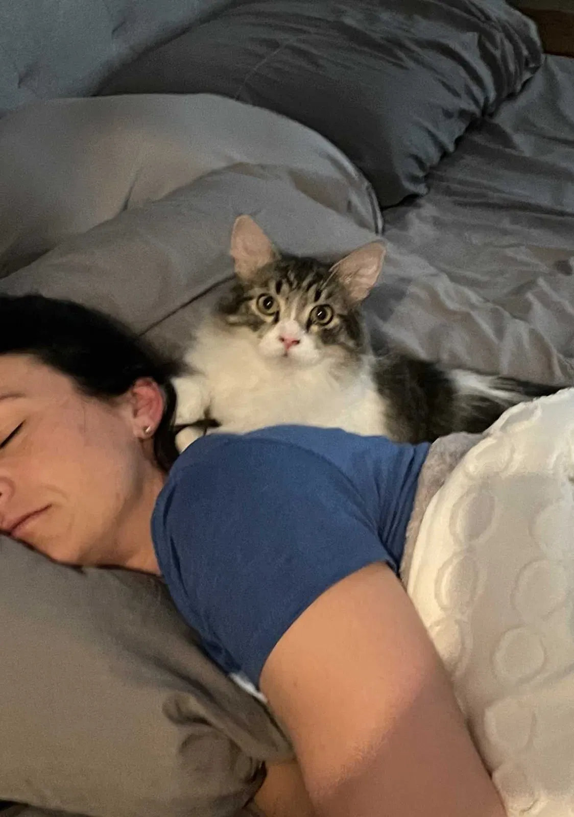 Lost cat in Kansas City, MO, 64155